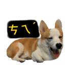 Kobi The Corgi II（個別スタンプ：26）