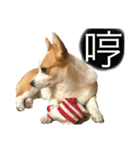 Kobi The Corgi II（個別スタンプ：28）