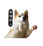 Kobi The Corgi II（個別スタンプ：31）