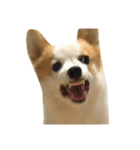 Kobi The Corgi II（個別スタンプ：32）