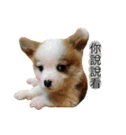 Kobi The Corgi II（個別スタンプ：35）