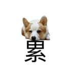 Kobi The Corgi II（個別スタンプ：36）