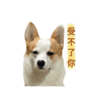 Kobi The Corgi II（個別スタンプ：37）