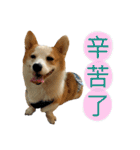 Kobi The Corgi II（個別スタンプ：38）