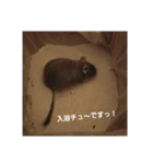 モフモフ家族たち（個別スタンプ：3）