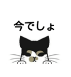 三毛猫は尋ねたい（個別スタンプ：11）