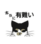 三毛猫は尋ねたい（個別スタンプ：12）