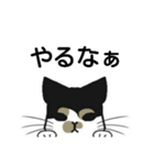 三毛猫は尋ねたい（個別スタンプ：13）