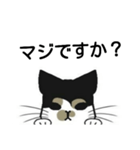 三毛猫は尋ねたい（個別スタンプ：14）