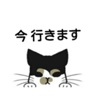 三毛猫は尋ねたい（個別スタンプ：16）