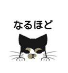 三毛猫は尋ねたい（個別スタンプ：22）