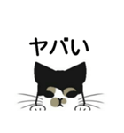 三毛猫は尋ねたい（個別スタンプ：23）