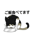 三毛猫は尋ねたい（個別スタンプ：25）