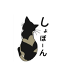 三毛猫は尋ねたい（個別スタンプ：31）