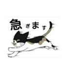 三毛猫は尋ねたい（個別スタンプ：33）