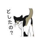 三毛猫は尋ねたい（個別スタンプ：35）