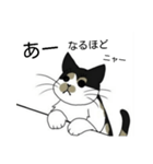 三毛猫は尋ねたい（個別スタンプ：36）