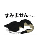 三毛猫は尋ねたい（個別スタンプ：37）