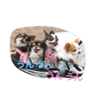 We are the Chihua -WANDS！（個別スタンプ：1）