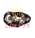 We are the Chihua -WANDS！（個別スタンプ：16）