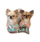 We are the Chihua -WANDS！（個別スタンプ：40）