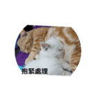 QQ.CATS（個別スタンプ：11）