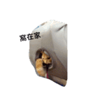 QQ.CATS（個別スタンプ：15）