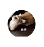 QQ.CATS（個別スタンプ：17）