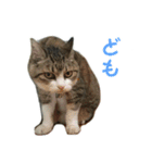 猫のニャンピーちゃんスタンプ（個別スタンプ：9）