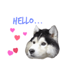 KooKa Husky dog（個別スタンプ：3）