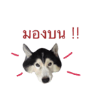 KooKa Husky dog（個別スタンプ：4）