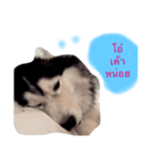 KooKa Husky dog（個別スタンプ：6）