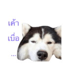 KooKa Husky dog（個別スタンプ：14）