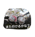 go out side with ferrets（個別スタンプ：5）