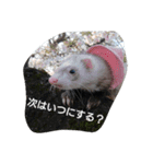 go out side with ferrets（個別スタンプ：7）