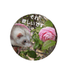 go out side with ferrets（個別スタンプ：11）