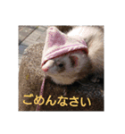 go out side with ferrets（個別スタンプ：13）