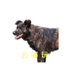 Asa is a mix dog（個別スタンプ：2）