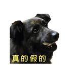 Asa is a mix dog（個別スタンプ：6）