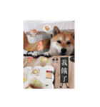 Fat Fat Fat dog dog dog（個別スタンプ：12）