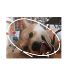 Fat Fat Fat dog dog dog（個別スタンプ：18）