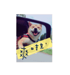 Fat Fat Fat dog dog dog（個別スタンプ：19）