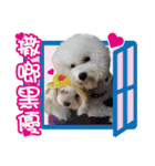 Glutinous rice group - Rice cakes dog（個別スタンプ：22）