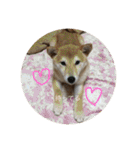 柴犬 りんももスタンプ♡（個別スタンプ：33）