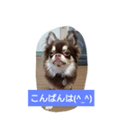 happy life chihuahua（個別スタンプ：2）