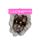 happy life chihuahua（個別スタンプ：6）