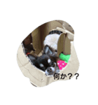 happy life chihuahua（個別スタンプ：7）