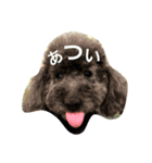 GOAL-the black toy poodle sticker（個別スタンプ：6）