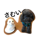 GOAL-the black toy poodle sticker（個別スタンプ：7）