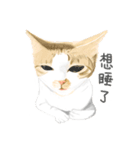 FlowerCat says（個別スタンプ：1）